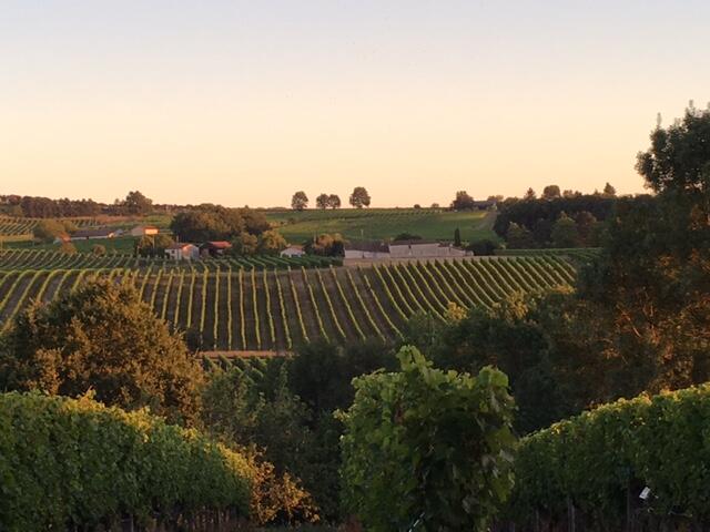 domaine_de_pecoula_2018 (1)