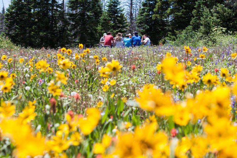 flower-meadow-1143739_1920