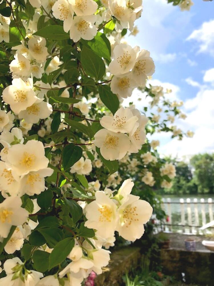 fleurs