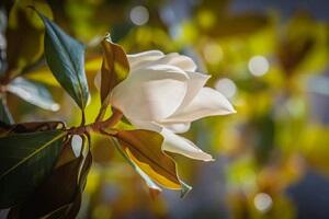 fleurs milandes