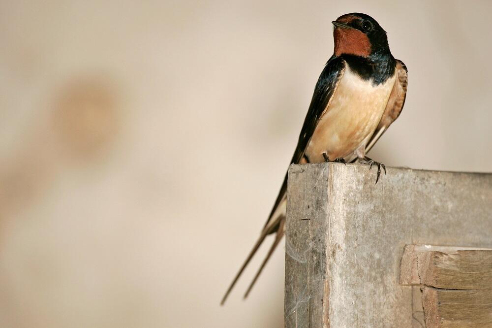 hirondelle