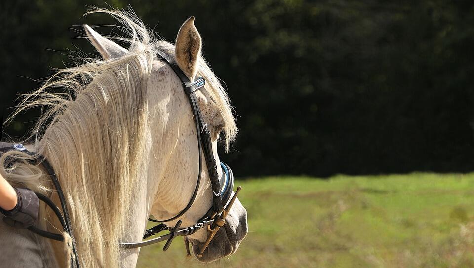 horse