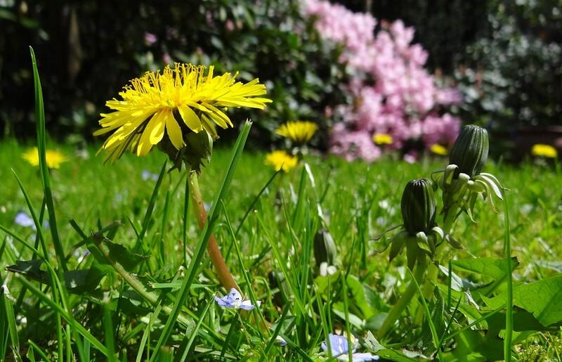 Jardin