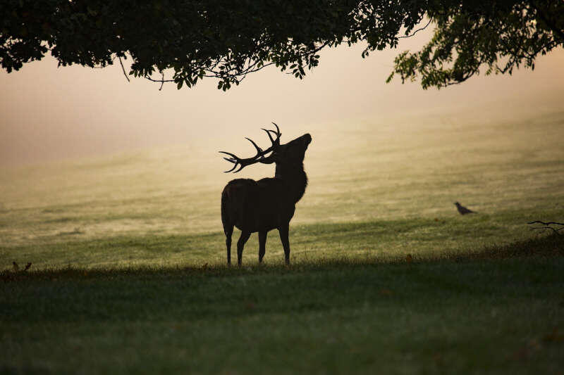 mist-4551691-1920