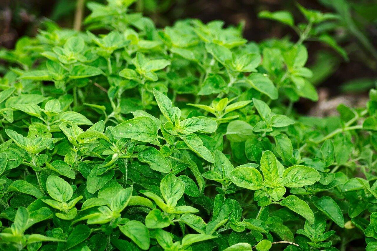 oregano-g69ec07969_1280