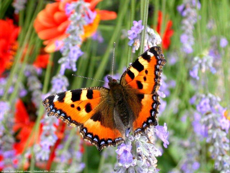papillon_003