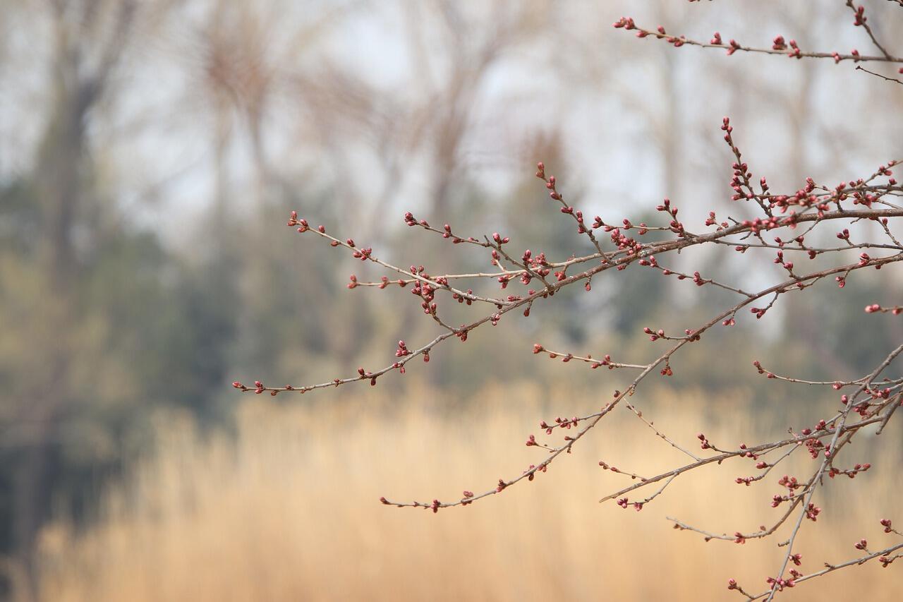 bourgeons