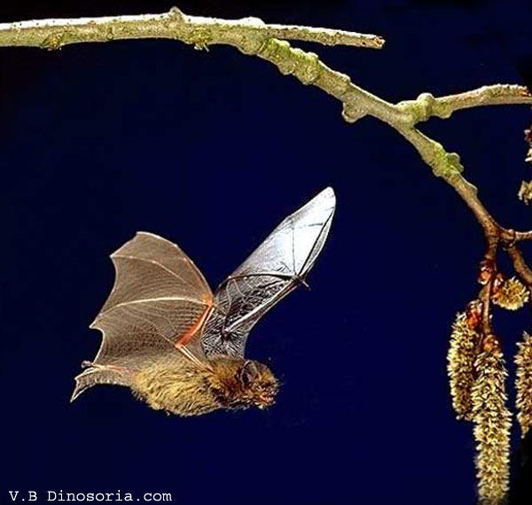 pipistrelle
