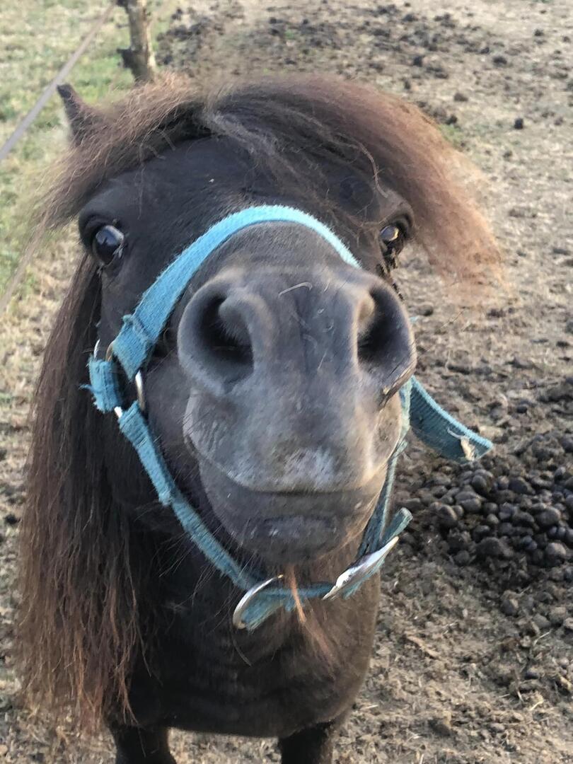 poney