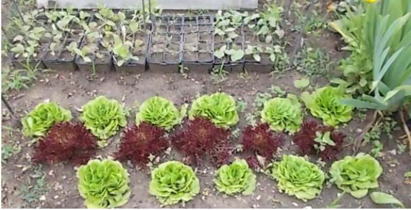 04-09-2021_Ateliers de jardinage_Le Vaudreuil
