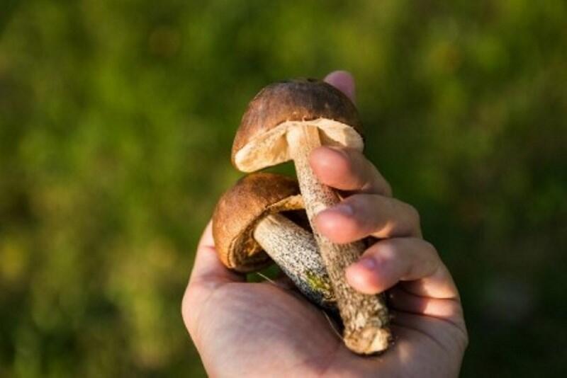 Champignon-cueillette