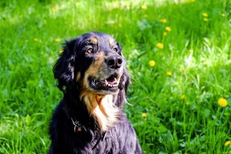 Chien_2