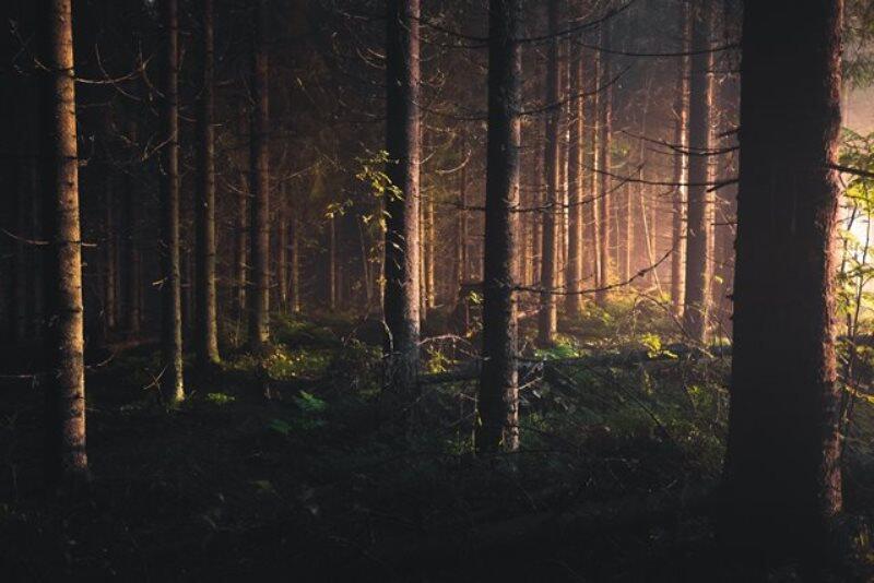 Forêt