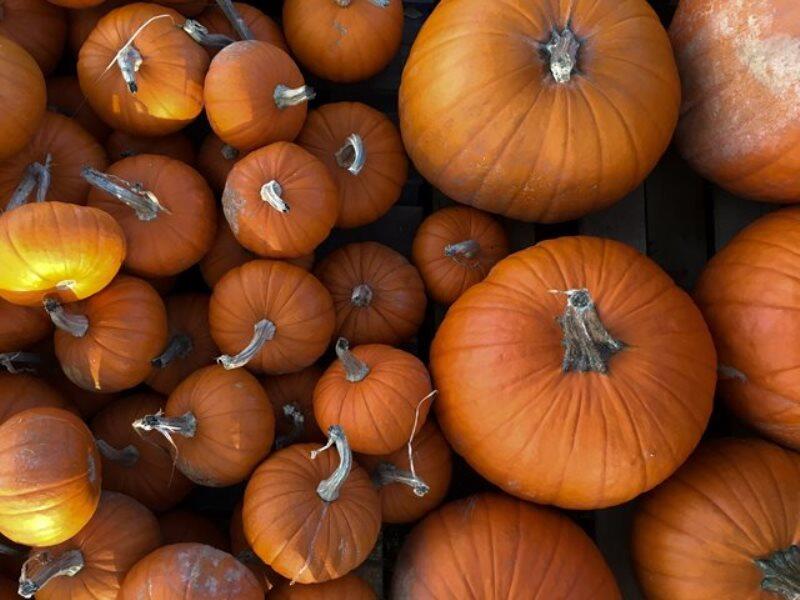 Halloween_2