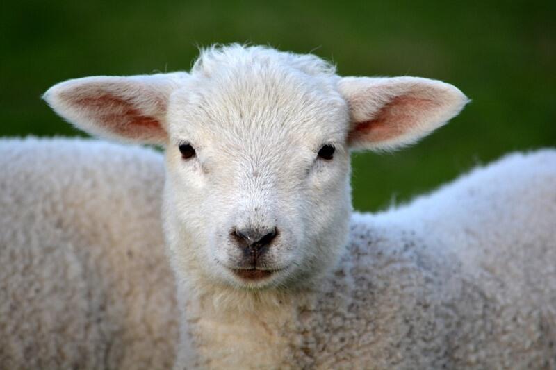 Mouton