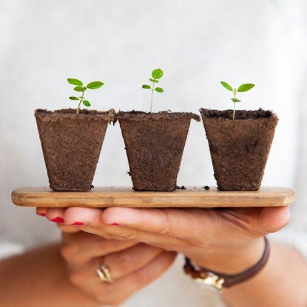 Plante_2