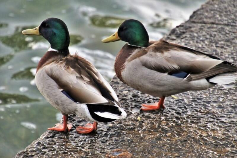 canards