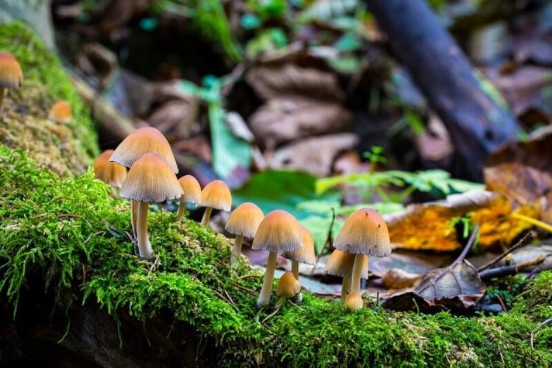 champignons