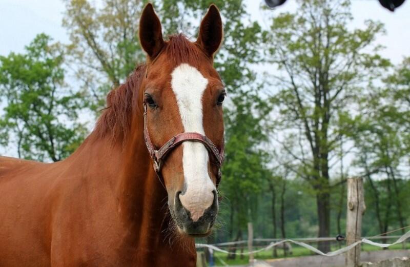 cheval