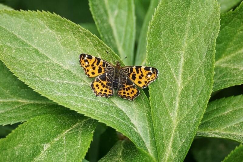 i -Papillon