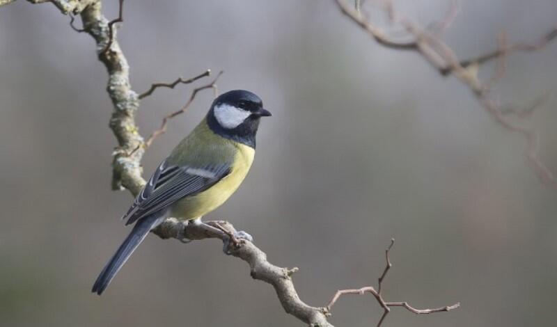 o - Mésange