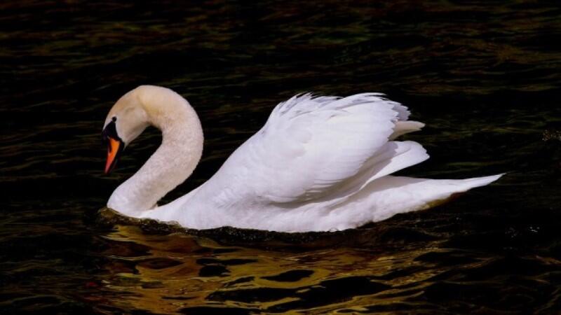 o - cygne