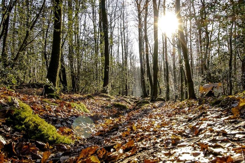 Foret-balade