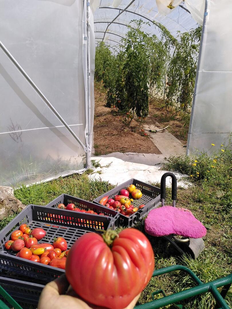 Visite des clés du paradis, maraîchage à Cléden