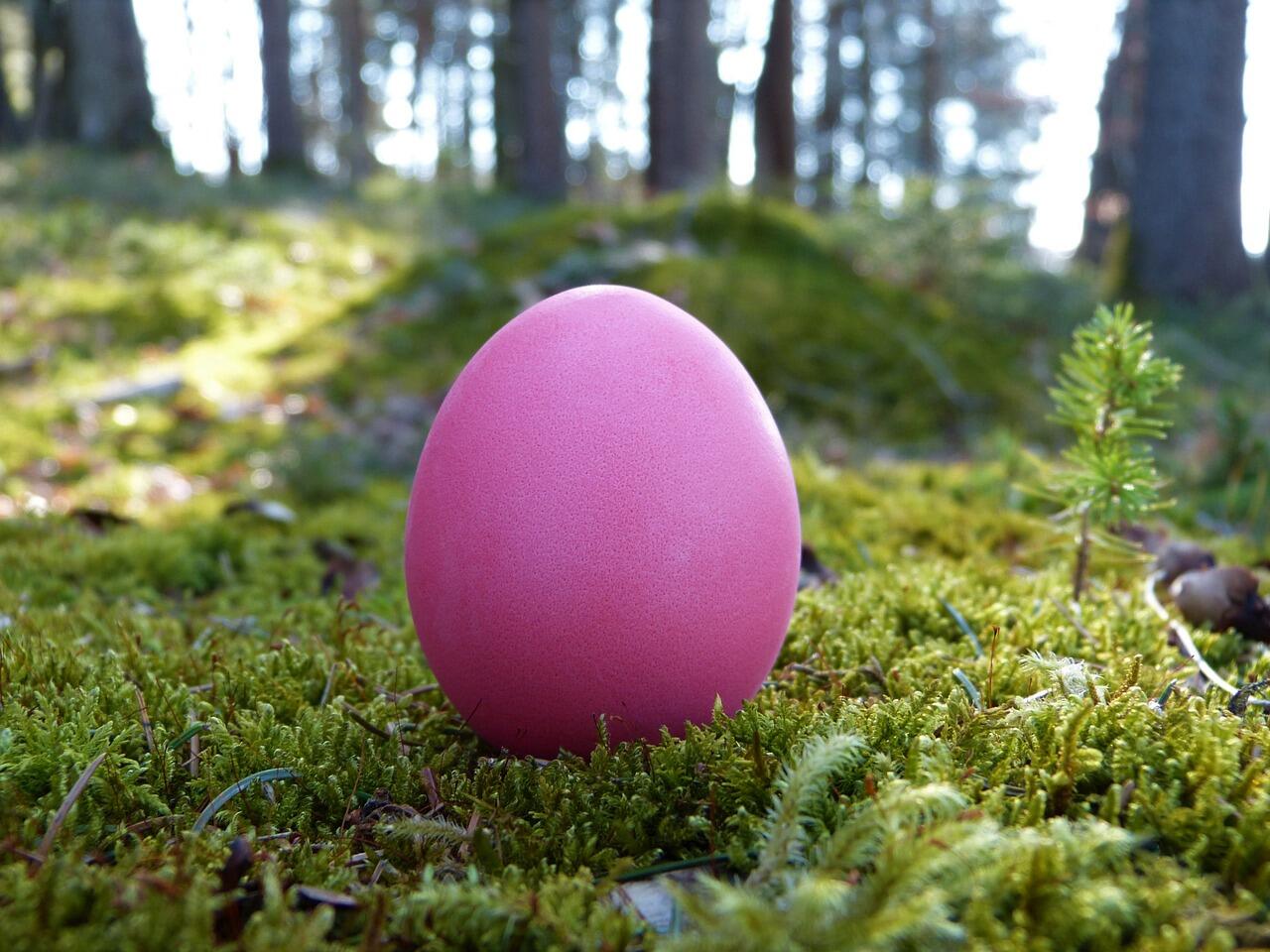 AVR chasse oeuf