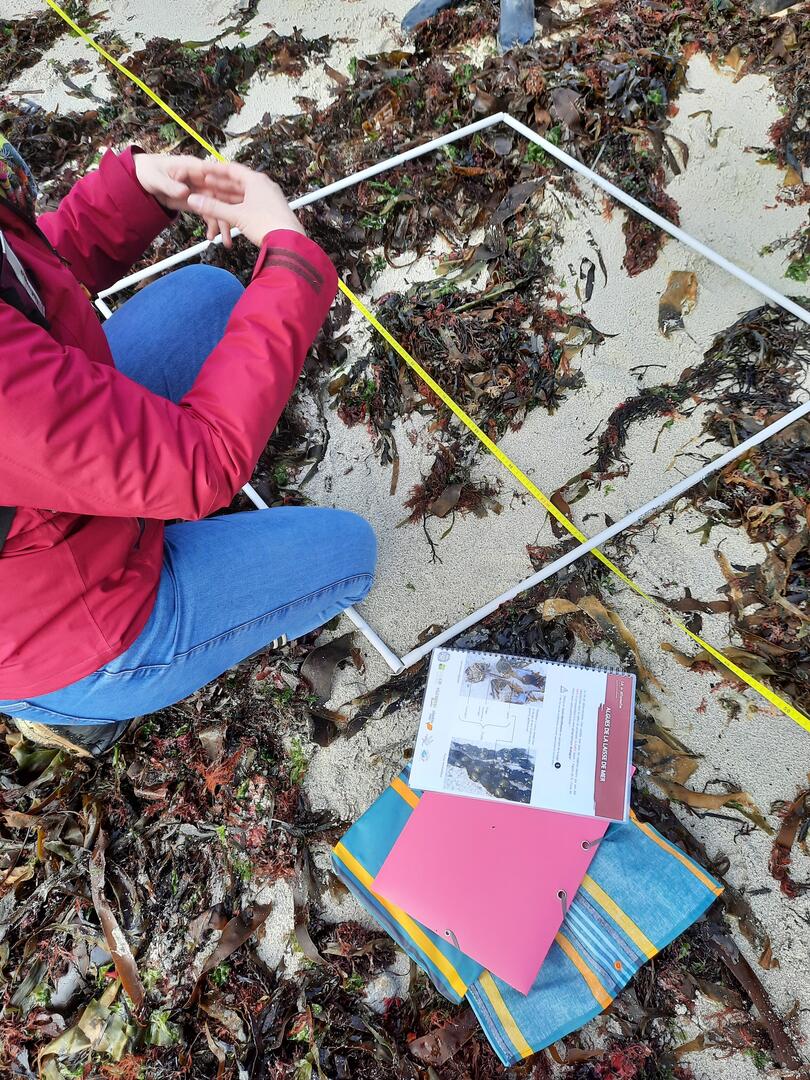 Observation et comptage des algues