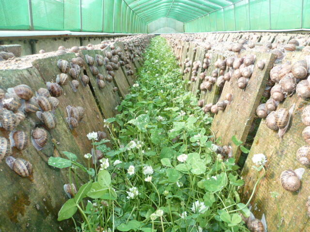 Parc Cap'Hélix Escargots