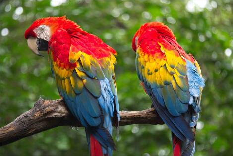 Equateur