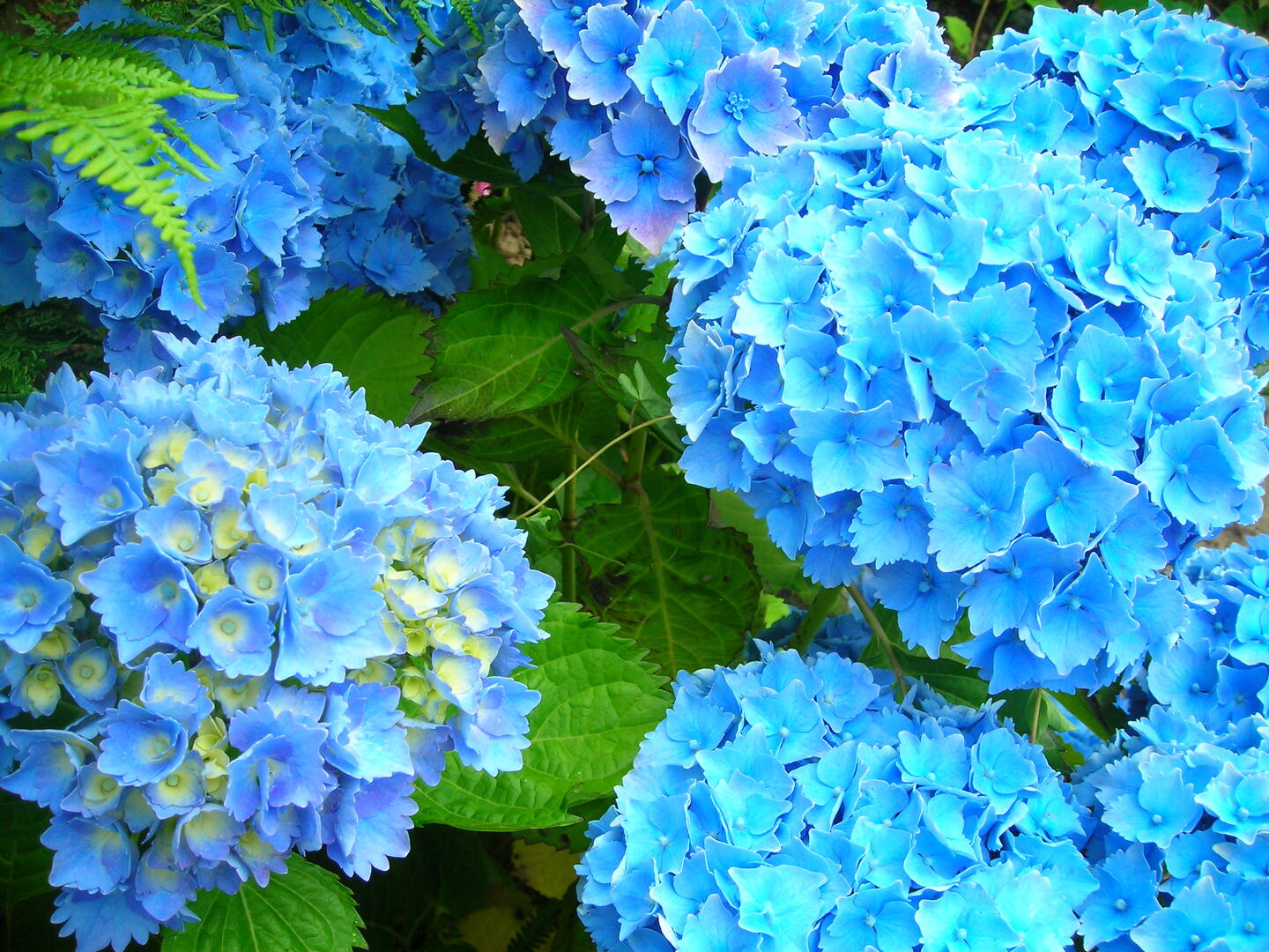 Festival-de-l-Hortensia