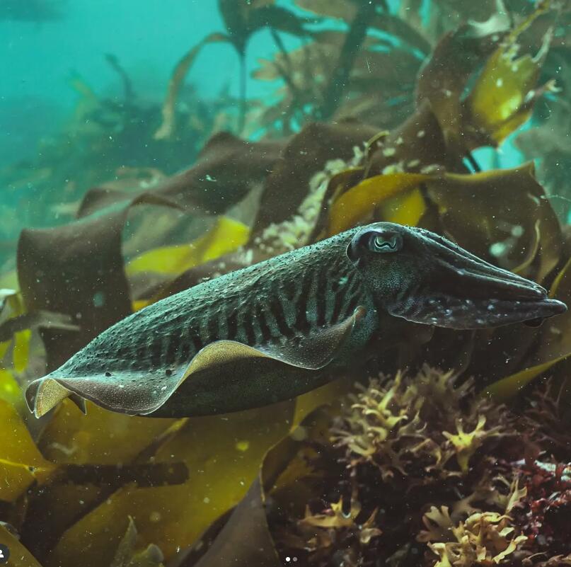 Petite seiche au milieu des laminaires