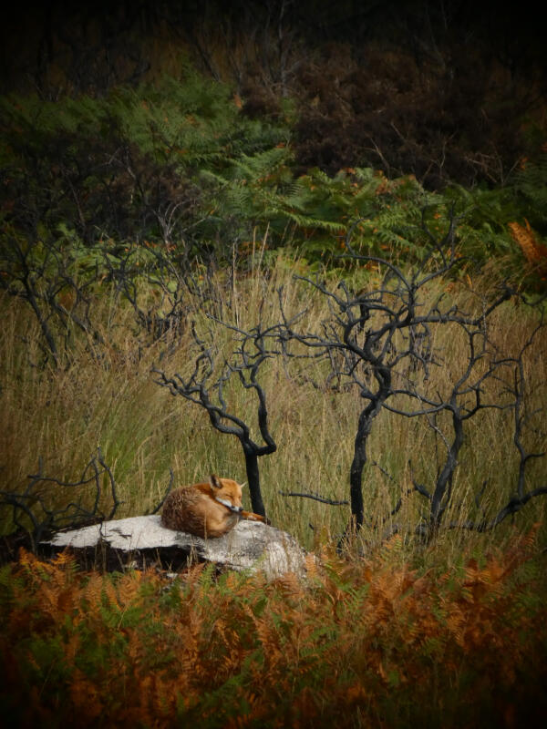 Le renard dans la Lande après l'incendie