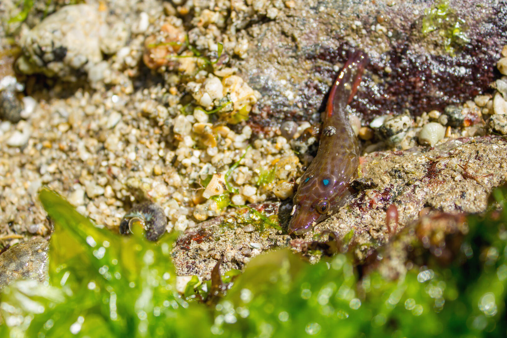 Lepadogaster purpurea