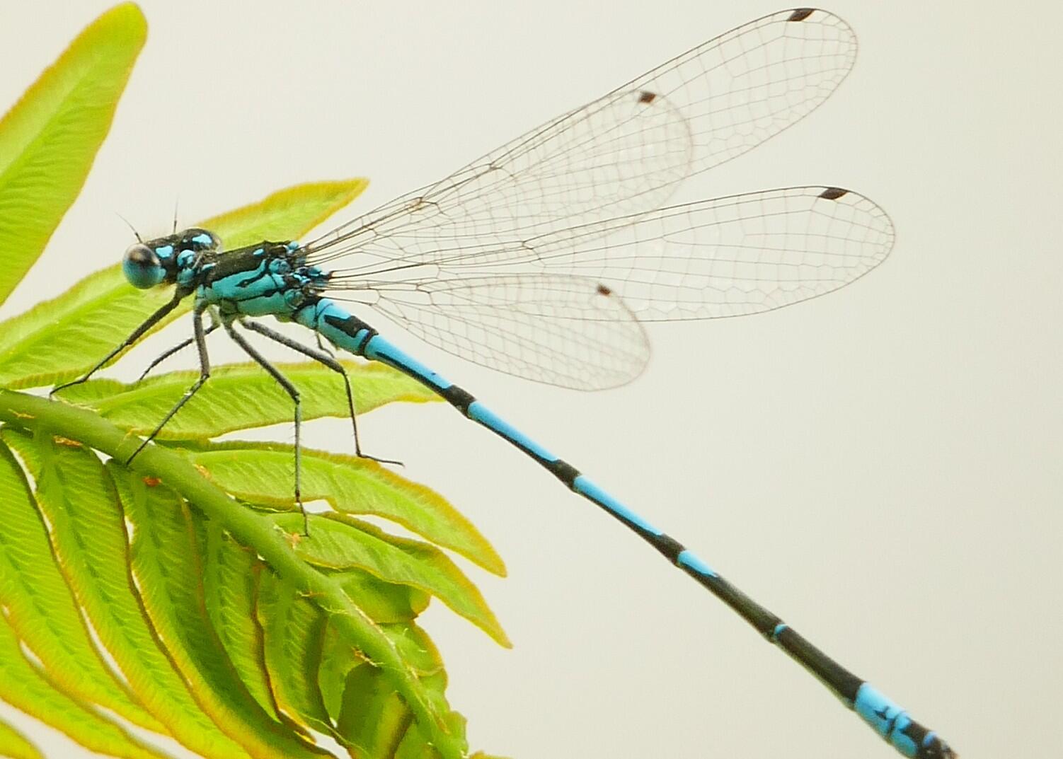 Agrion joli