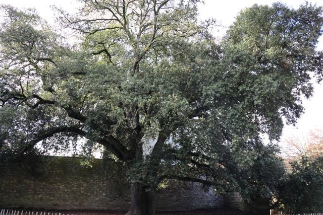 chêne vert, parc du tribunal Lannion ©Ouest-France