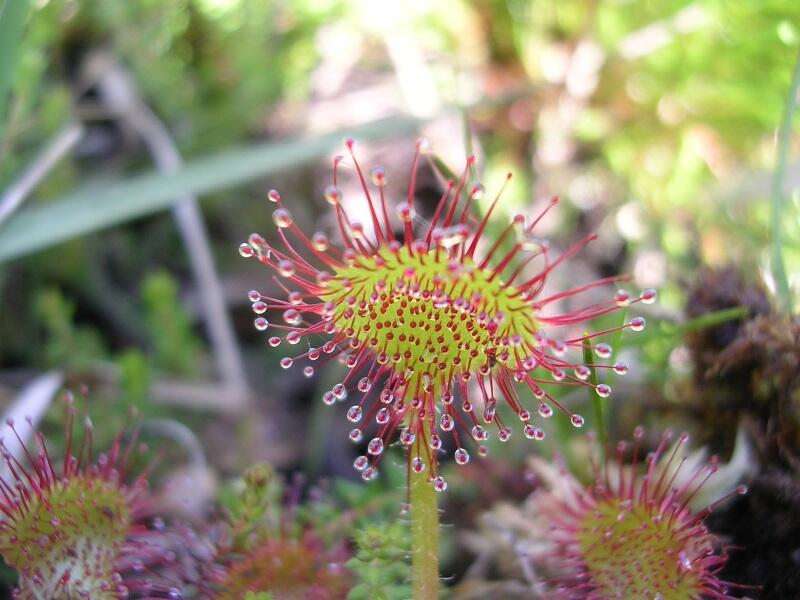 drosera-a-feuilles-rondes-PP
