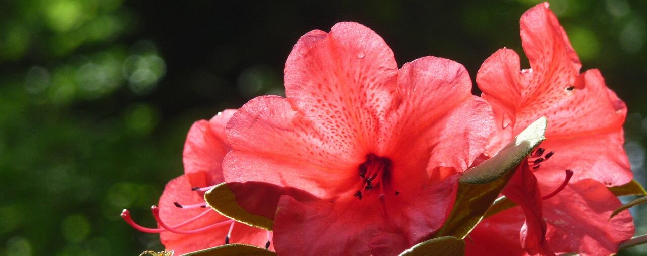 LES RHODODENRONS, UNE COLLECTION NATIONALE