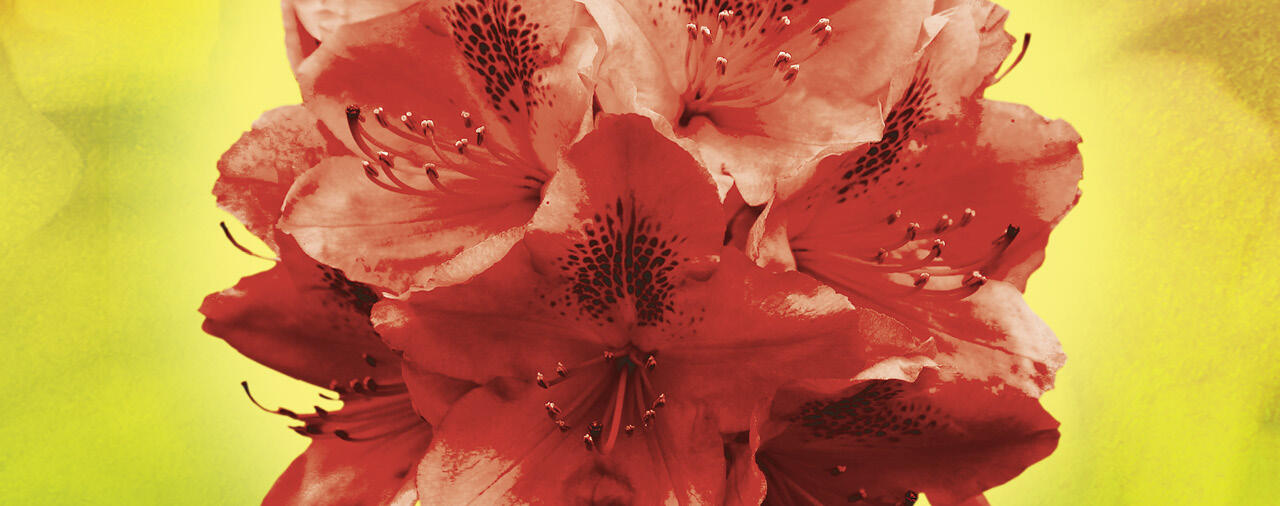 rhodo