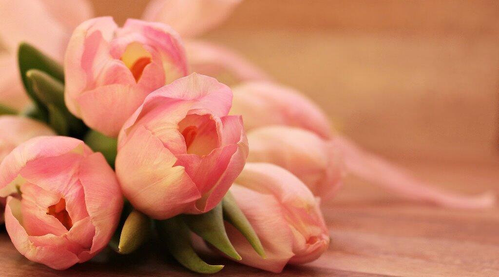 tulipe