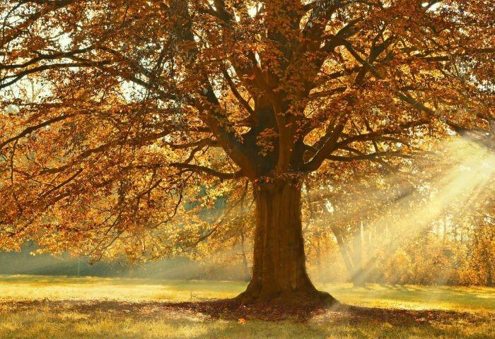 Automne des poètes