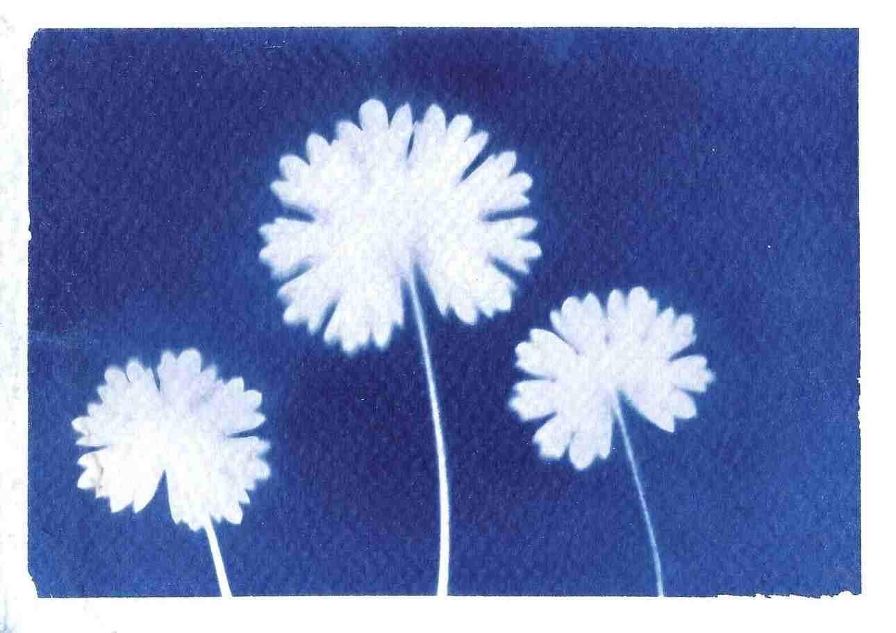 Cyanotype