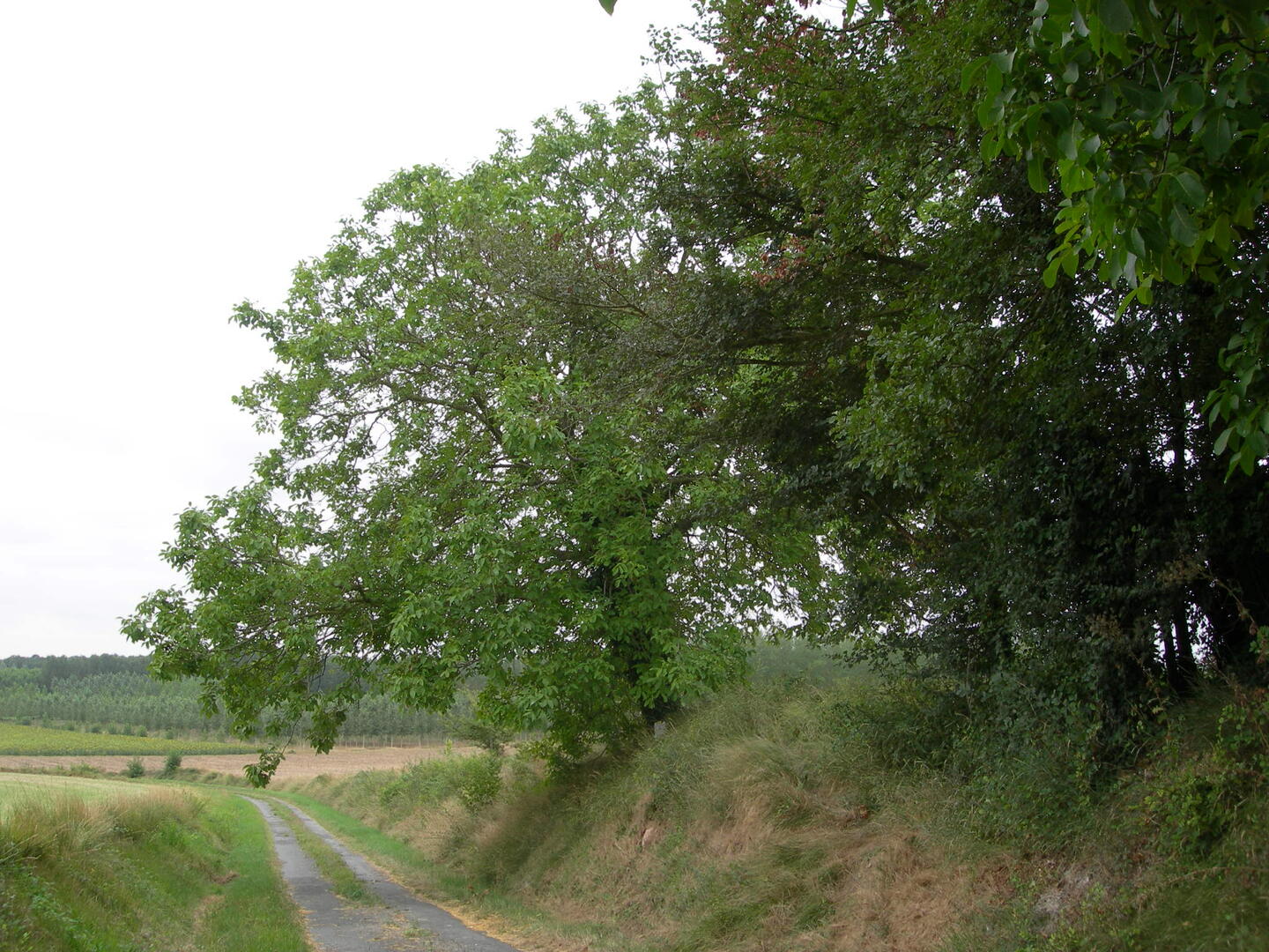 randonnée