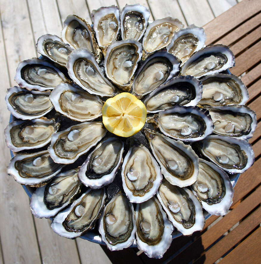 Dégustation d'huîtres