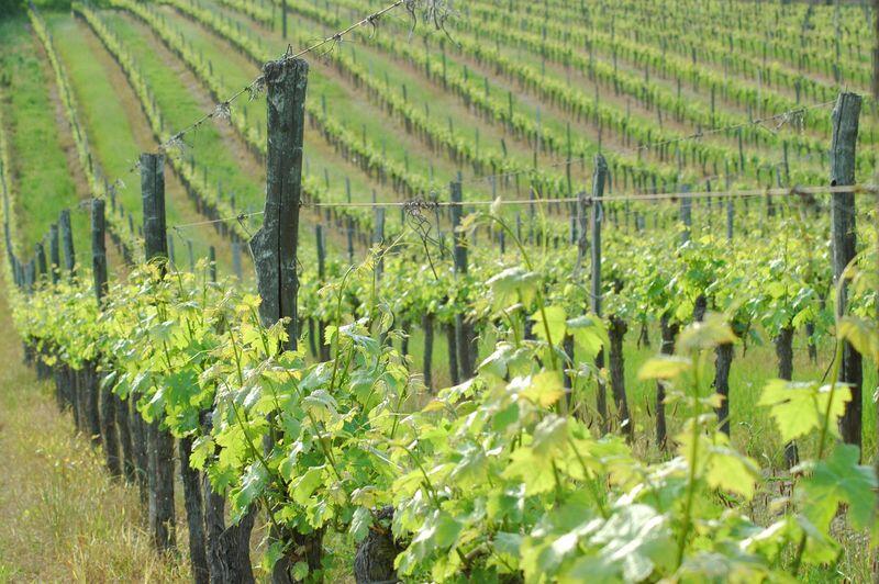Siorac vignes