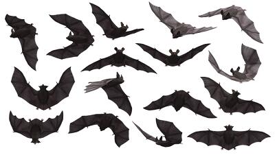 chauve souris
