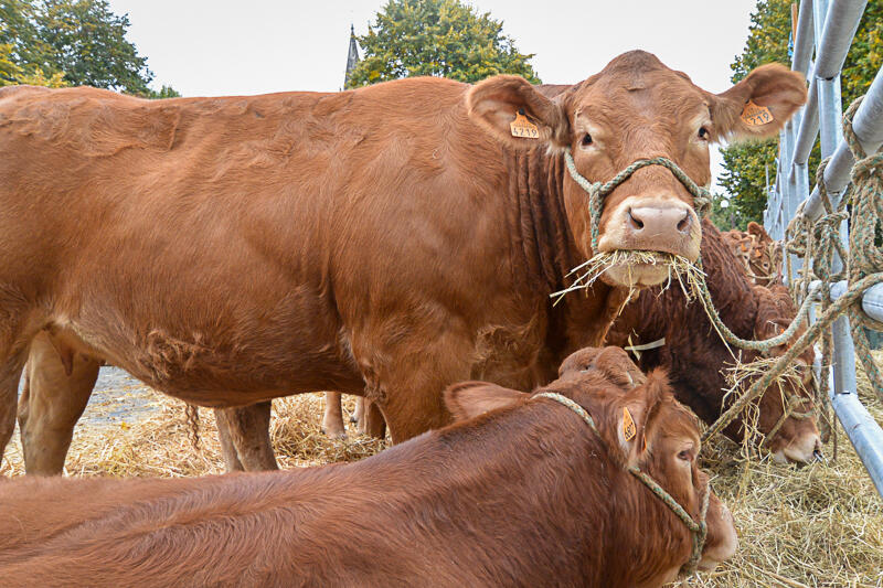 comice-agricole Lanouaille S (14)