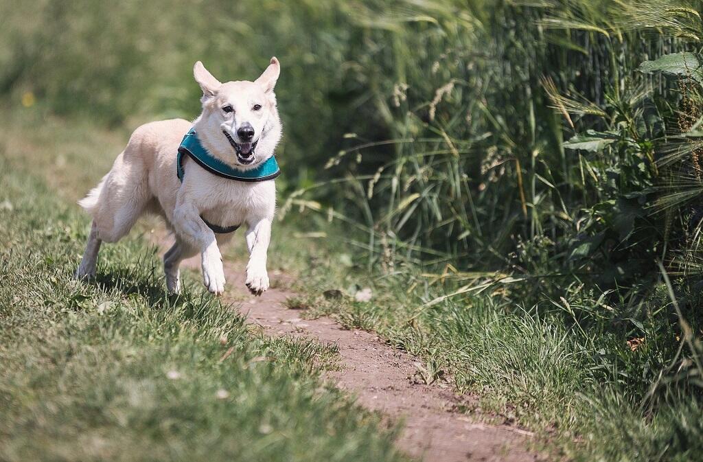 chien course